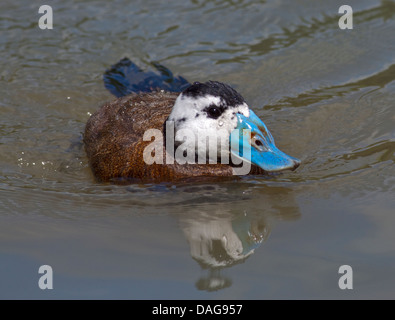 Érismature à tête blanche (Oxyura leucocephala) (Drake) Banque D'Images