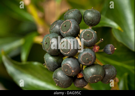 Le lierre, lierre (Hedera helix), de fruits, de l'Allemagne, Rhénanie du Nord-Westphalie Banque D'Images