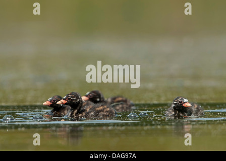 Podiceps ruficollis grèbe castagneux (Tachybaptus ruficollis), 2-3, vieux weaks squeakers natation, Allemagne, Rhénanie du Nord-Westphalie Banque D'Images