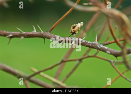 Pie-grièche écorcheur (Lanius collurio), coléoptère enrichis sur un par un qui vient de l'Allemagne, migratrice, Rhénanie du Nord-Westphalie Banque D'Images