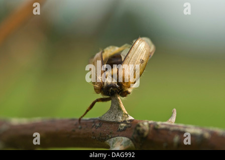 Pie-grièche écorcheur (Lanius collurio), coléoptère enrichis sur un par un qui vient de l'Allemagne, migratrice, Rhénanie du Nord-Westphalie Banque D'Images