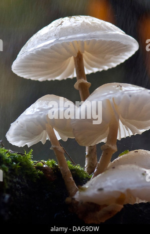 Oudemansiella mucida porcelaine (champignon), d'une carcasse Hêtre branche, Allemagne, Rhénanie du Nord-Westphalie Banque D'Images