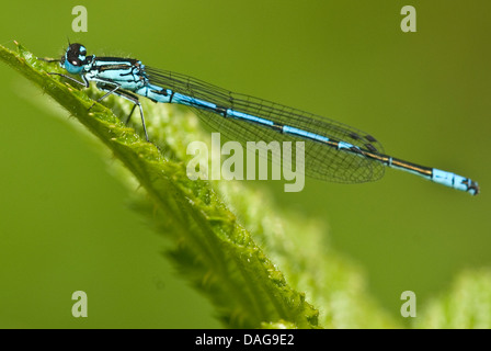 Coenagrion, commune de demoiselles azure (Coenagrion puella), assis sur une feuille, Allemagne, Rhénanie du Nord-Westphalie Banque D'Images