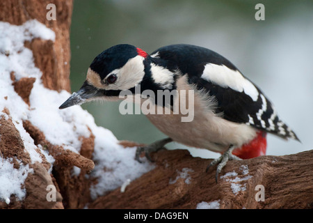 Great spotted woodpecker (Picoides major, Dendrocopos major), assis sur une branche couverte de neige à la recherche de nourriture, l'Allemagne, Rhénanie du Nord-Westphalie Banque D'Images