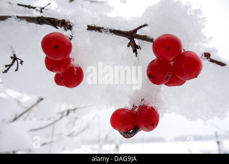 , Squashberry Mooseberry, Pembina, pimbina, Canneberge, bleuet en corymbe canneberge (Virburnum edule), de la direction générale aux fruits rouges avec de la neige, USA, Alaska Chilkat Bald Eagle Preserve, Banque D'Images