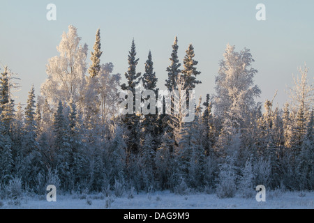 L'hiver dans la taïga, USA, Alaska, la rivière Tanana Banque D'Images