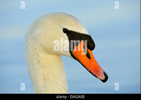 Mute swan (Cygnus olor), portrait de l'eau, de l'Allemagne, Rhénanie du Nord-Westphalie Banque D'Images