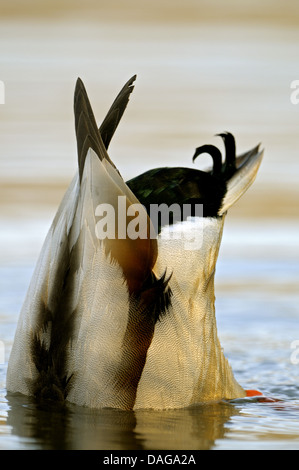 Le Canard colvert (Anas platyrhynchos), Drake, barboteurs, Allemagne Rhénanie du Nord-Westphalie Banque D'Images