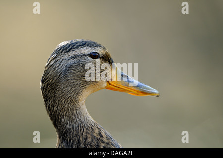 Le Canard colvert (Anas platyrhynchos), femme, portrait, Allemagne, NRW, Ruhr, Dinslaken Banque D'Images