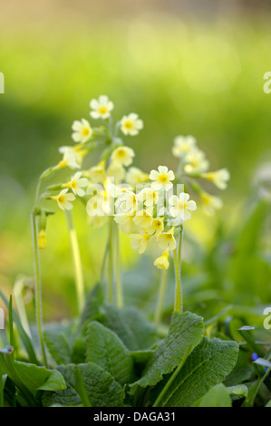 Vrai oxlip (Primula elatior), la floraison, l'Allemagne, Rhénanie du Nord-Westphalie Banque D'Images