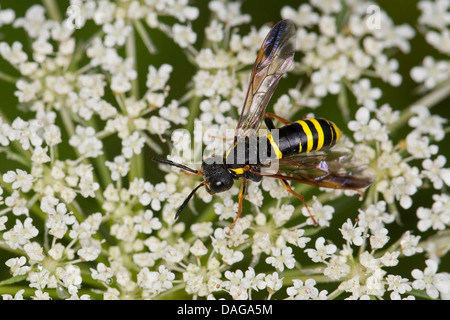 Vu, la tenthrède-fly (Tenthredo vespa), sur une fleur femelle visite, Allemagne Banque D'Images