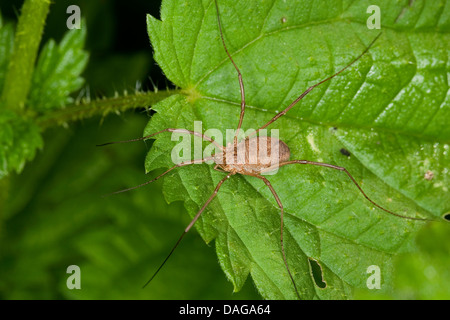 Harvestman commun (Phalangium opilio), femme assise sur une feuille, Allemagne Banque D'Images