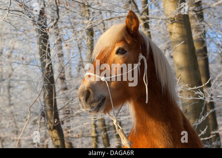 Cheval Haflinger (Equus przewalskii f. caballus), portrait d'une forêt d'hiver Banque D'Images