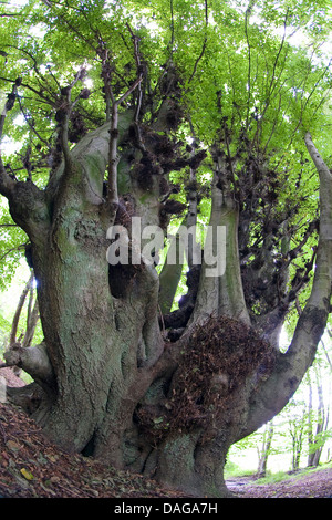 Le hêtre commun (Fagus sylvatica), debout dans une forêt, Allemagne Banque D'Images