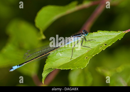 D'ischnura, commun à queue bleue d'Ischnura elegans (demoiselle), assis sur une feuille, Allemagne Banque D'Images