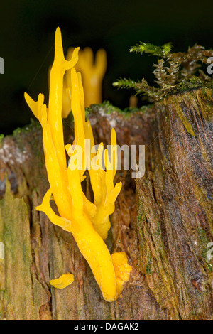 Staghorn jaune (Calocera viscosa, Tylophilus fellus), Allemagne, Rhénanie du Nord-Westphalie Banque D'Images