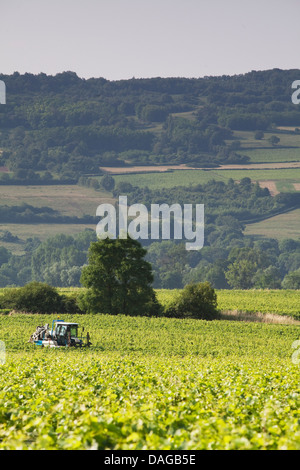 Pulvérisateur vigne dans les vignobles de l'appellation Maranges, Cote de Beaune Banque D'Images