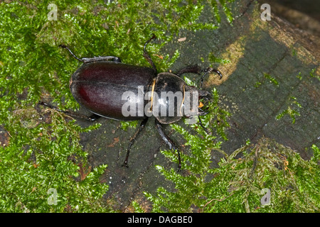 Stag beetle, stag beetle (Lucanus cervus), Femme, Allemagne Banque D'Images