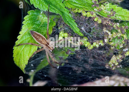 Spider web pépinière pêche fantastique, Pisaura mirabilis (araignée), femal avec de jeunes araignées dans le nid, Allemagne Banque D'Images