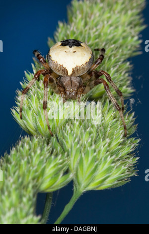 Marbré de orbweaver, marbré (araignée Araneus marmoreus f. pyramidata, Araneus marmoreus Araneus marmoreus var. pyramidata, f. pyramidatus, Araneus marmoreus var. pyramidatus), sur l'herbe spike, Allemagne Banque D'Images