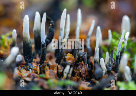 Candlesnuff Xylaria hypoxylon (champignon), des organes de fructification Banque D'Images