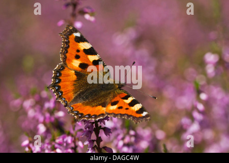 Petite écaille (Aglais urticae, Nymphalis urticae), sur l'Allemagne, Calluna, Basse-Saxe Banque D'Images