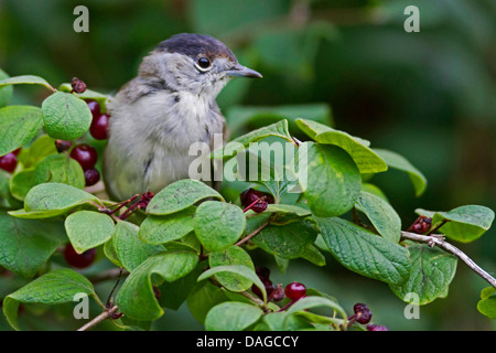 Blackcap (Sylvia atricapilla), assis dans un buisson, en Allemagne, en Mecklembourg-Poméranie-Occidentale Banque D'Images