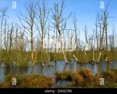 Moor étang dans Hellmoor après renaturation avec arbres morts, l'Allemagne, Schleswig-Holstein, Panten Banque D'Images