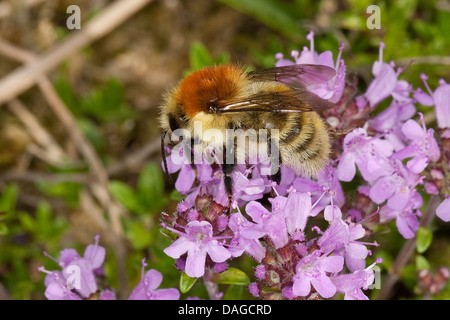 Moss carder bee (Bombus muscorum Megabombus muscorum), sur le thym, Allemagne Banque D'Images