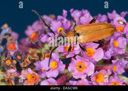Le longicorne rouge (Anoplodera rubra, Stictoleptura rubra, Leptura rubra, Corymbia rubra, Aredolpona rubra), femelle sur Buddleja, Allemagne Banque D'Images