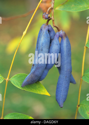 Noirou, haricot Bleu, Bleu d'arbustes Decaisnea fargesii arbre (haricots), de fruits sur une branche, Chine Banque D'Images