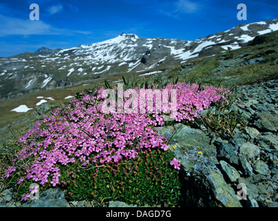 Le silène acaule (Silene acaulis), qui fleurit dans les Alpes, Autriche Banque D'Images