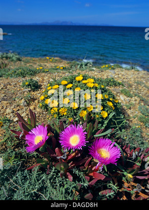 Sally mon beau, Hottentots Carpobrotus acinaciformis (fig), avec plage Méditerranéenne, Daisy Asteriscus maritimus, sur la côte, Grèce, Rhodes Banque D'Images