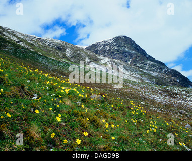 Anémone pulsatille (pulsatilla sulphurea, Anemone sulphurea, Anemone alpina ssp. apiifolia, Pulsatilla alpina ssp. sulphurea), qui fleurit sur une pente, Autriche Banque D'Images