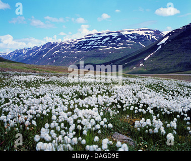 La linaigrette de Scheuchzer, herbe-coton blanc (Eriophorum scheuchzeri), la vallée de fleurs de coton de l'Islande, Banque D'Images