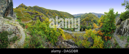 Vignobles à la vallée de l'Ahr en automne, l'Allemagne, Rhénanie-Palatinat, Ahrgebirge Banque D'Images