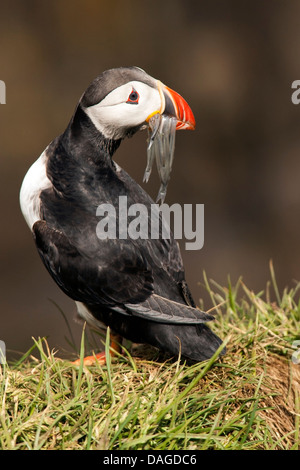 Macareux moine (Fratercula arctica) - Marina Borgarfjorour, Islande Banque D'Images