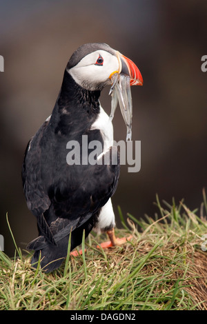 Macareux moine (Fratercula arctica) - Marina Borgarfjorour, Islande Banque D'Images