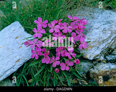 Rose Glacier (Dianthus glacialis), qui fleurit au milieu des rochers, Autriche Banque D'Images