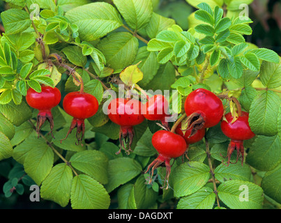 Rugosa rose, rose (Rosa rugosa japonais), sur une branche d'églantier, Allemagne Banque D'Images