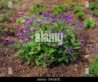Pulmonaire officinale (Pulmonaria officinalis commune), la floraison, Allemagne Banque D'Images