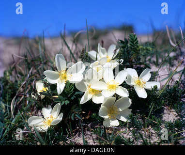 Burnett rose (Rosa spinosissima, Rosa pimpinellifolia), blooming, Pays-Bas, Texel Banque D'Images