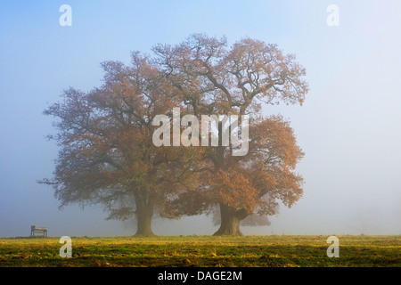 Le chêne commun, le chêne pédonculé, chêne pédonculé (Quercus robur), de vieux chênes dans le brouillard, l'Allemagne, Hesse, Beberbeck Banque D'Images