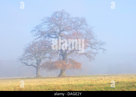 Le chêne commun, le chêne pédonculé, chêne pédonculé (Quercus robur), de vieux chênes dans le brouillard, l'Allemagne, Hesse, Beberbeck Banque D'Images