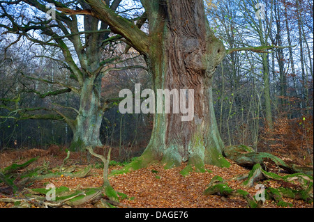 Le chêne commun, le chêne pédonculé, chêne pédonculé (Quercus robur), de vieux chênes en automne, en Allemagne, en Hesse, NSG Reinhardswald Banque D'Images