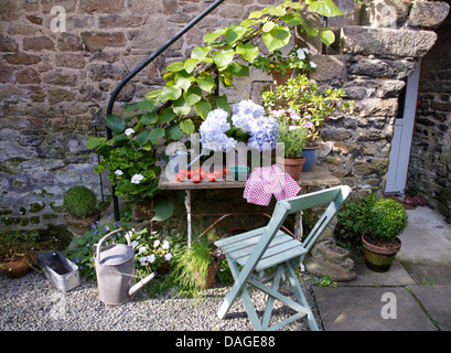 Président et ancien peint métal galvanisé arrosoir à côté de table rustique avec vase d'hortensias à côté des marches en pierre de cottage Banque D'Images