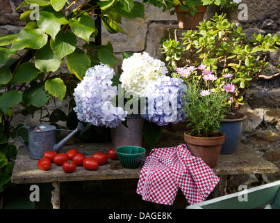 Vase d'hortensias bleus pâles à côté de chiffon rouge vérifié sur table de jardin rustique avec des tomates mûres pot de marguerites rose Banque D'Images