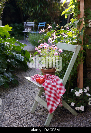 Close-up de pot de marguerites rose pâle et rouge tissu vérifié sur bleu pâle, président peint sur sentier de gravier dans la région de country garden Banque D'Images