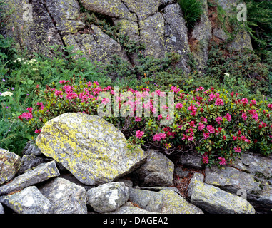 Rose des alpes à feuilles rouille (Rhododendron ferrugineum), dans les montagnes au milieu des rochers, Autriche Banque D'Images