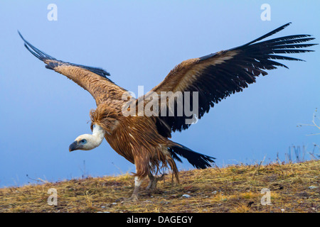 Vautour fauve (Gyps fulvus), à partir, de la Bulgarie, de Sredna Gora Banque D'Images